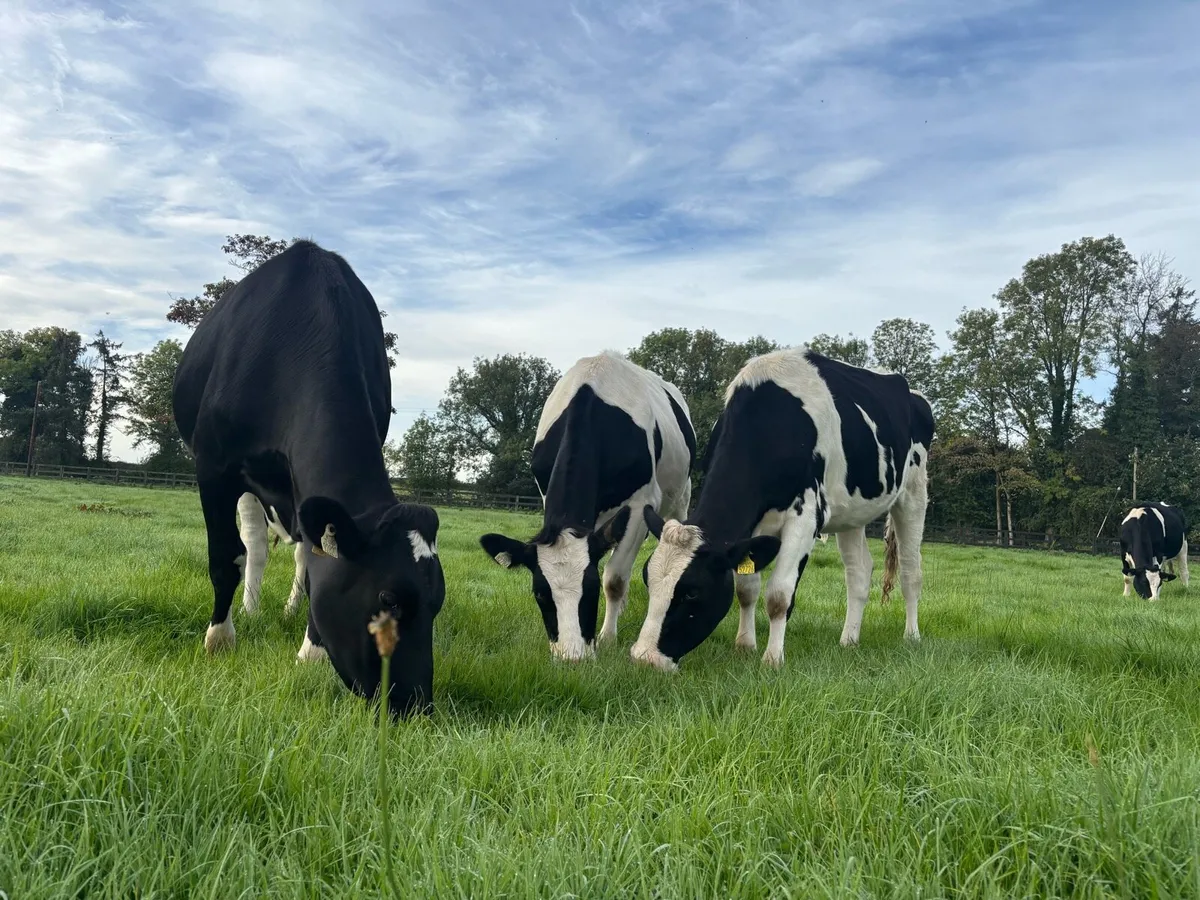 In calf pedigree hol heifers - Image 4