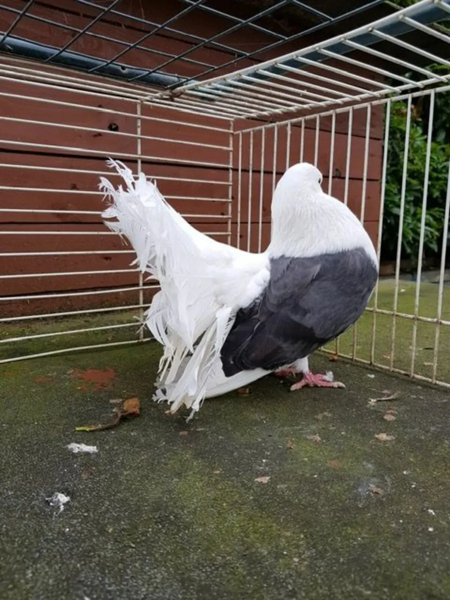 Fantail, German Owls & Andalusian Pigeons For Sale - Image 4
