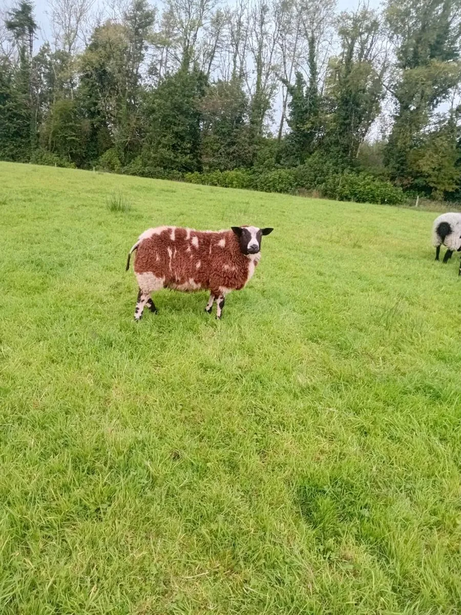Pedigre reg dss ewe lambs and 1ped reg ram lamb fe - Image 2
