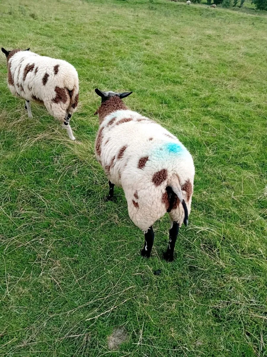 Pedigre reg dss ewe lambs and 1ped reg ram lamb fe - Image 4