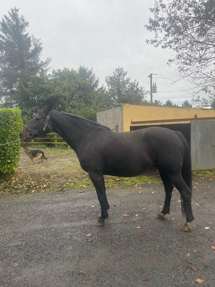 Castle Forbes lord lancer mare - Image 1