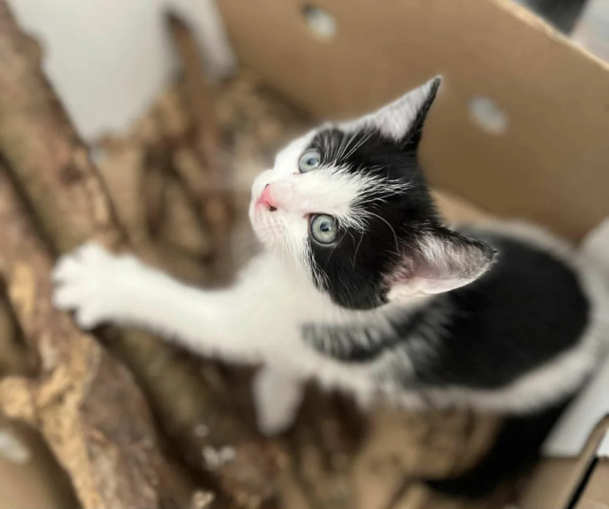 black and white kittens - Image 2