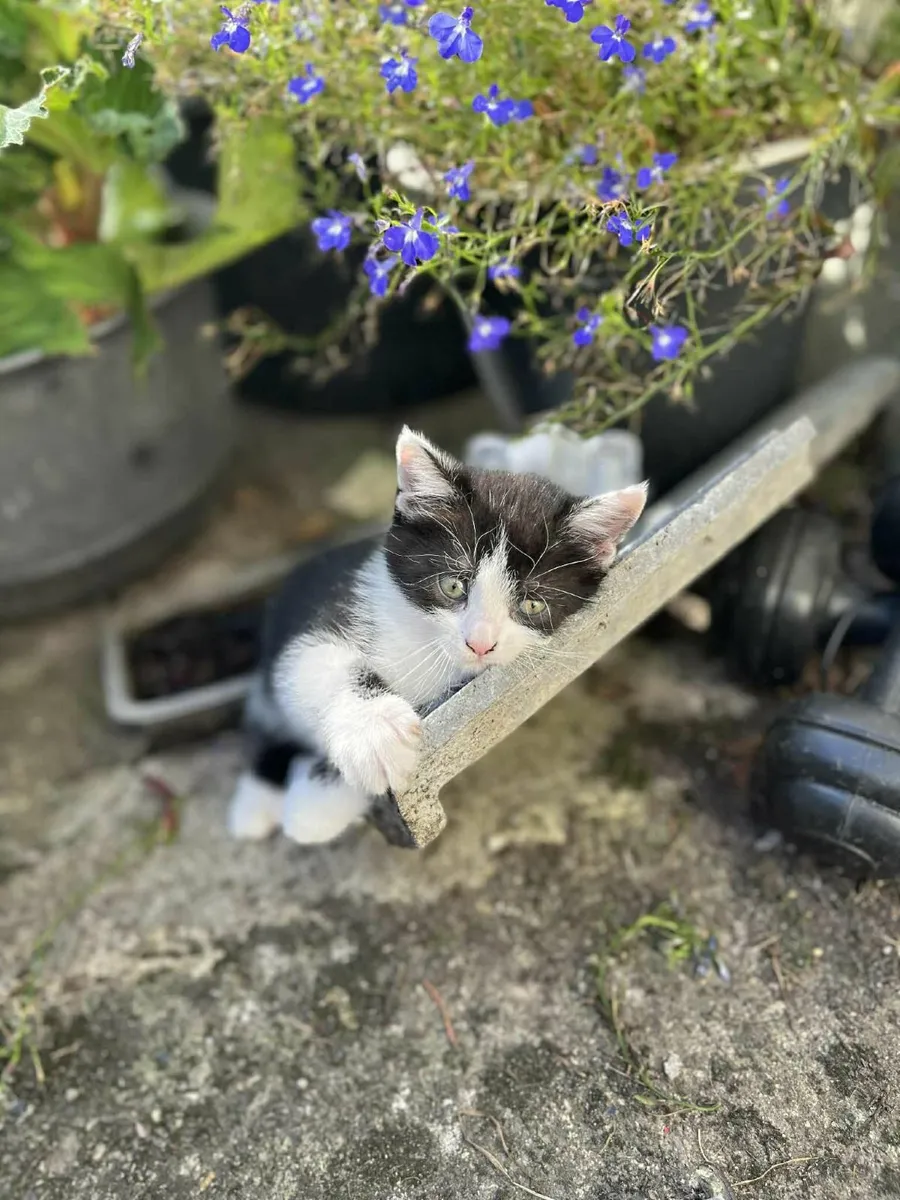 black and white kittens - Image 3