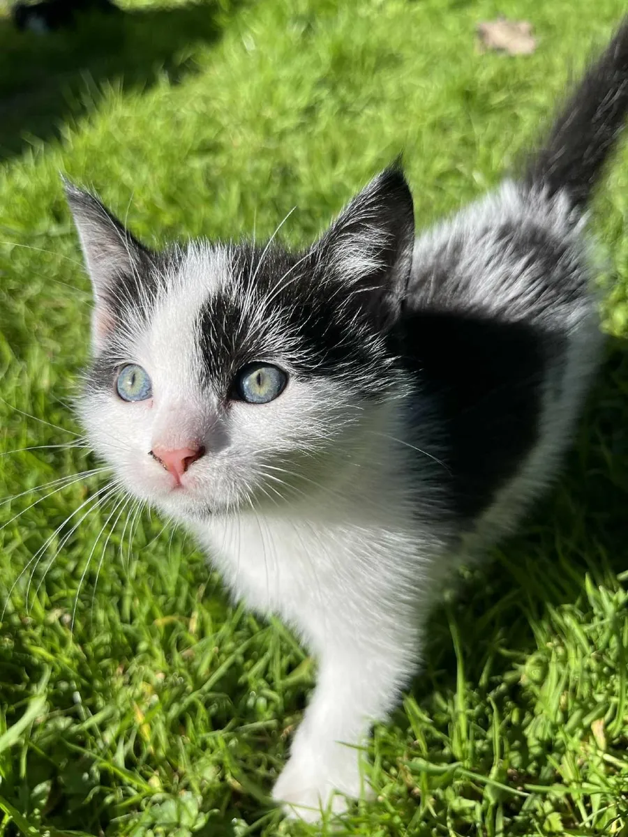 black and white kittens - Image 4