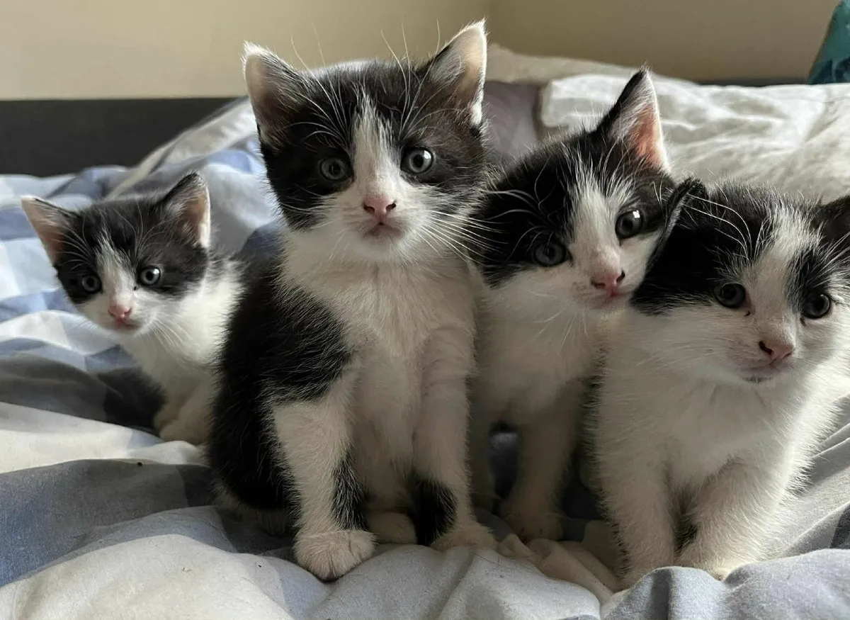 black and white kittens - Image 1