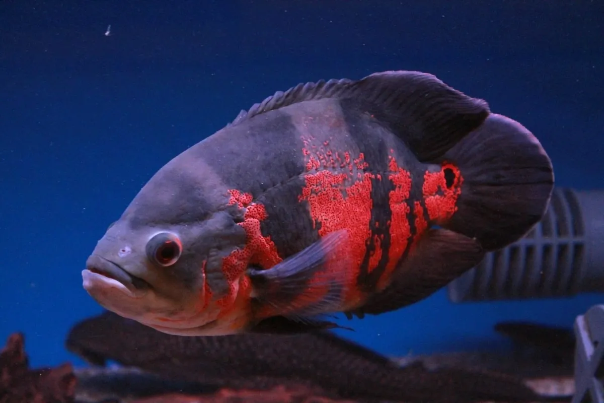 Oscar Fish For Sale - Image 1