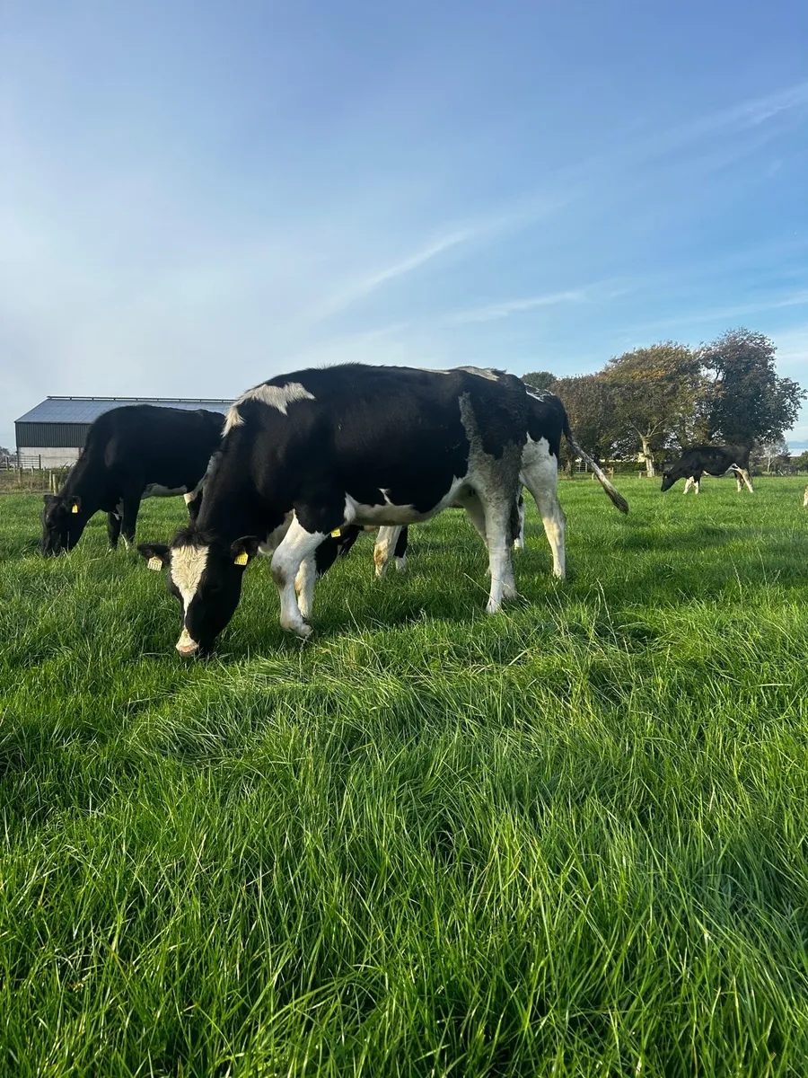 In Calf Heifers - Image 1