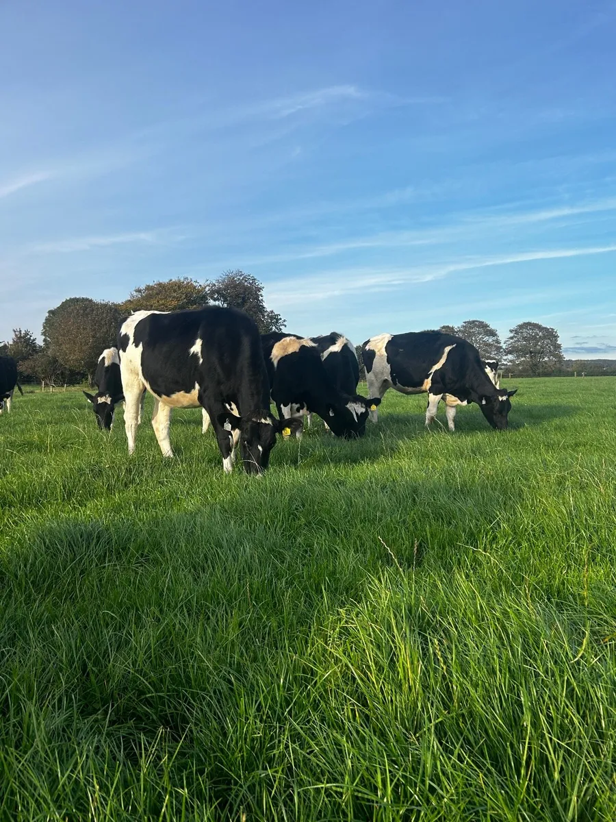 In Calf Heifers - Image 2
