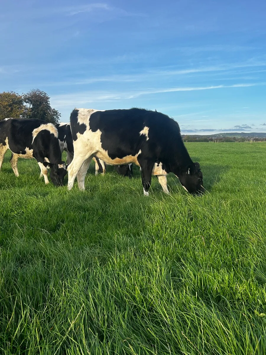 In Calf Heifers - Image 3