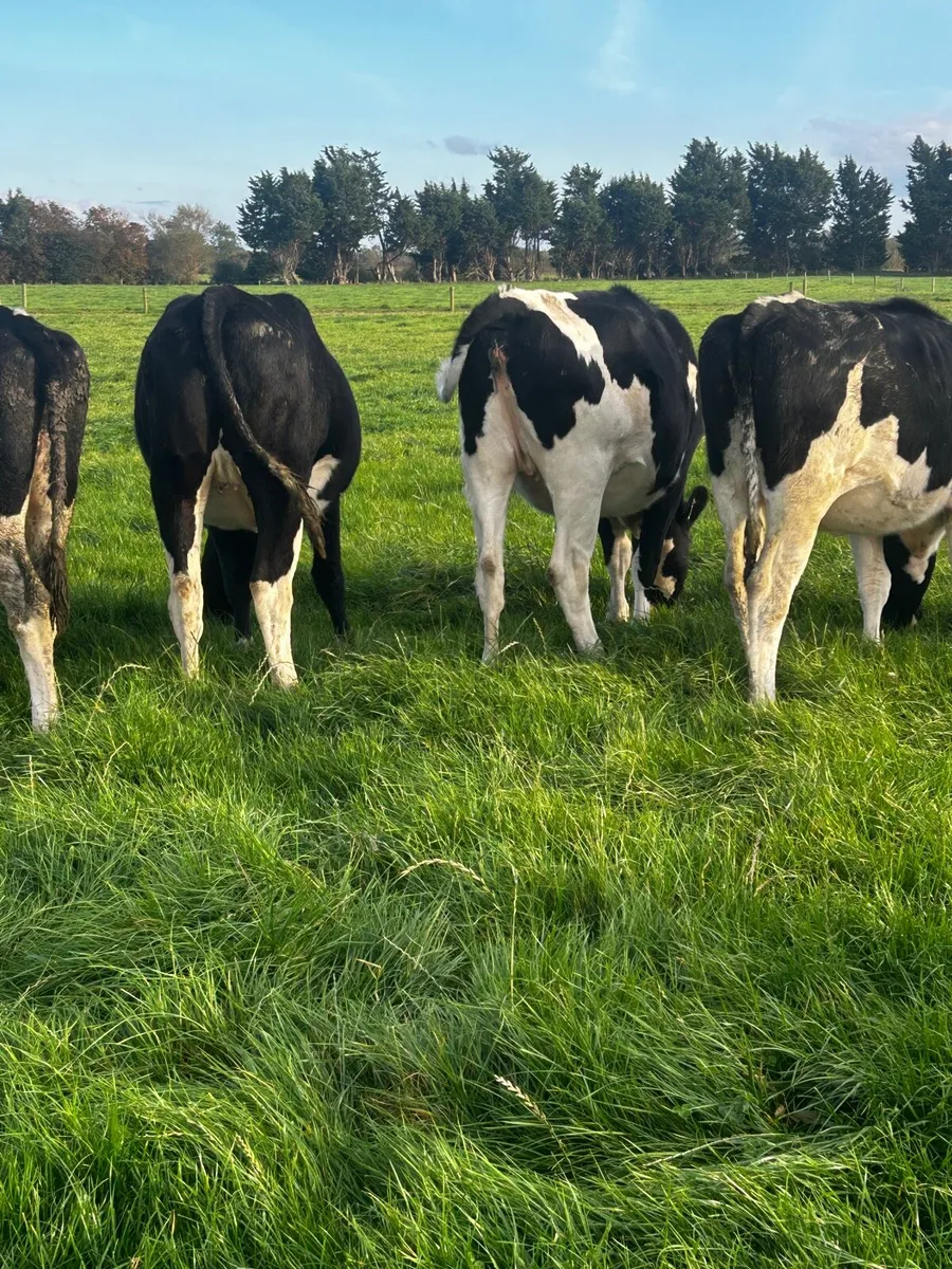 In Calf Heifers - Image 4