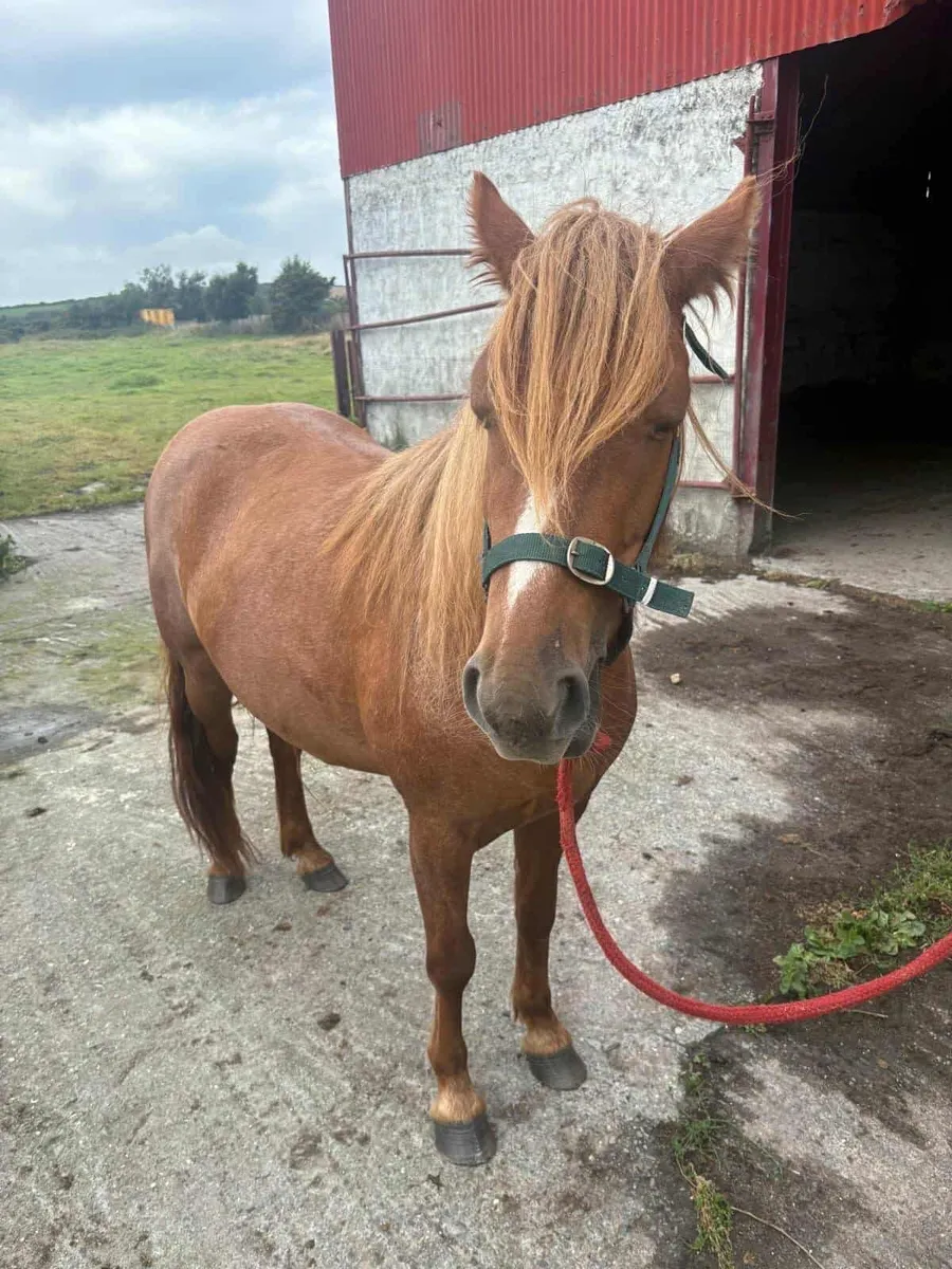 Horse - Image 1