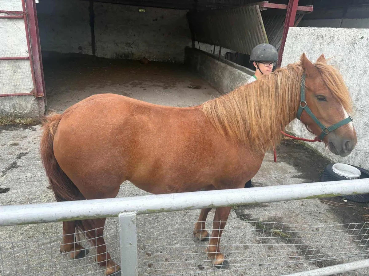 Horse - Image 2