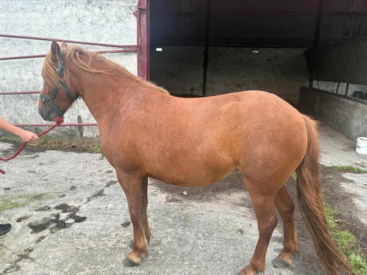 Horse - Image 3