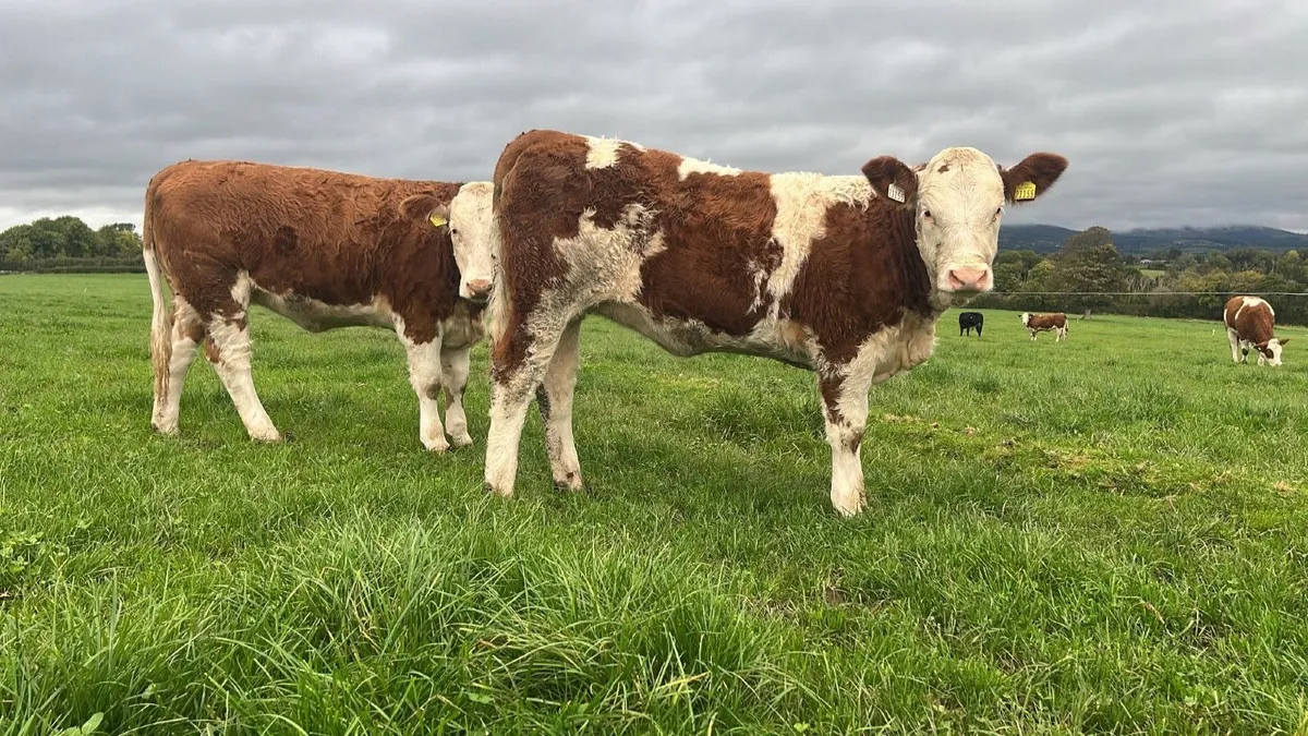 Commercial Simmental Heifers - Image 4