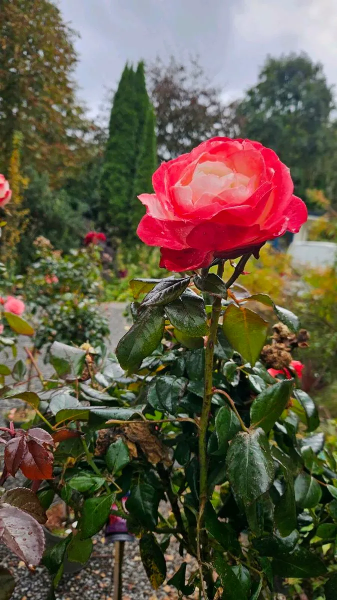 Half Price Standard Roses - Image 2