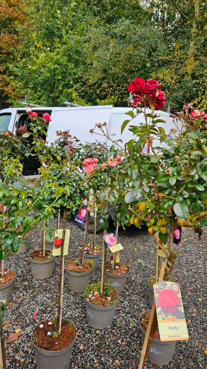 Half Price Standard Roses - Image 3