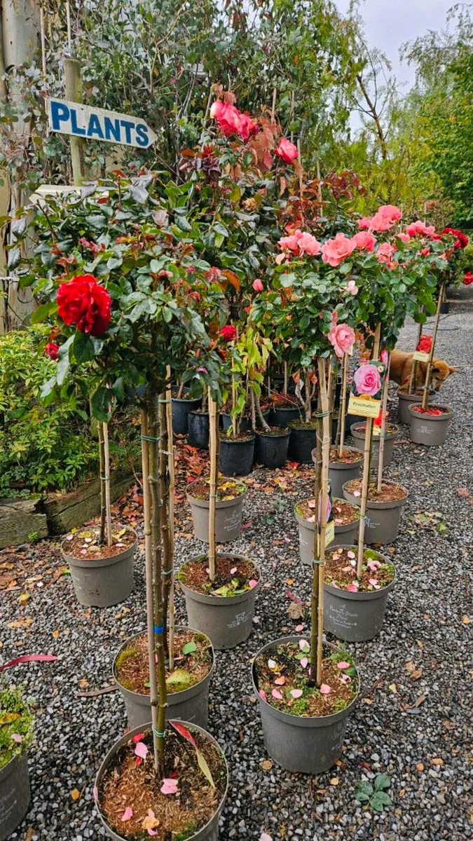 Half Price Standard Roses - Image 4