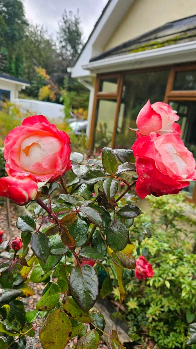 Half Price Standard Roses - Image 1