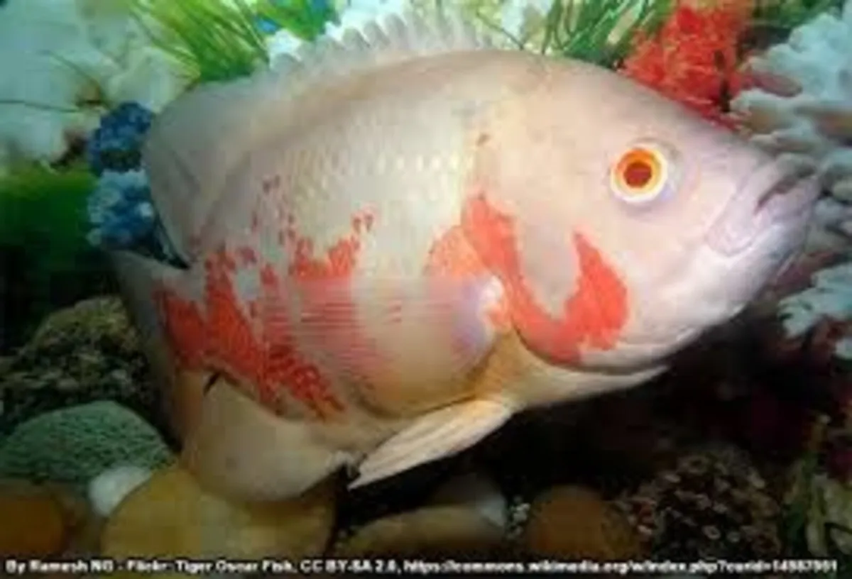 Oscar Fish For Sale - Image 2