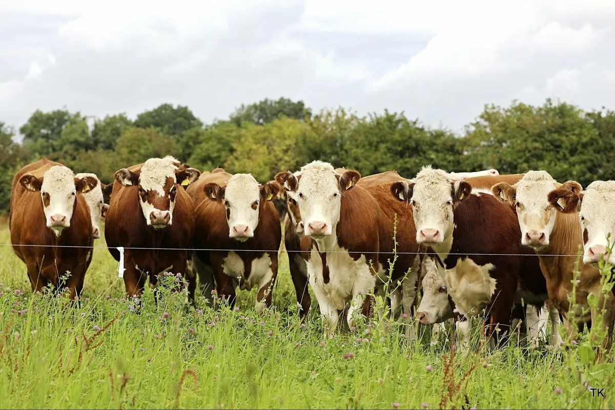 Hereford Beef Bonus Scheme - Image 4