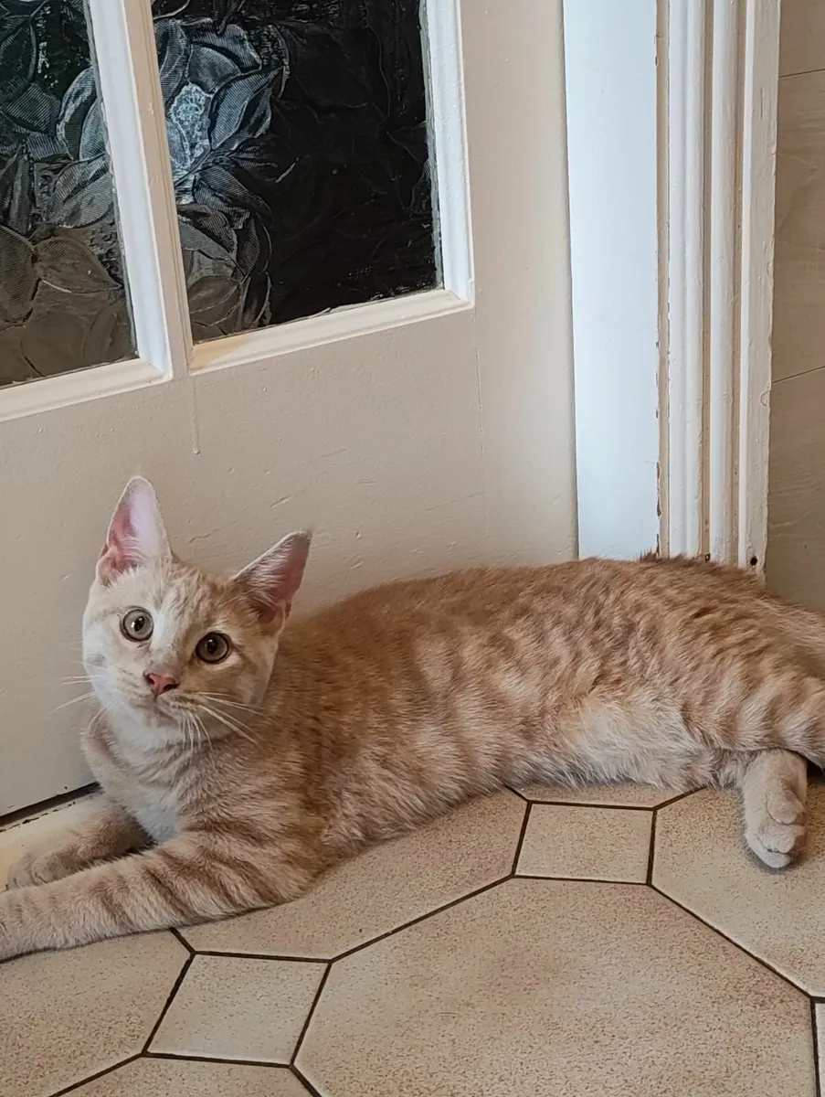 Maine Coon - Image 3