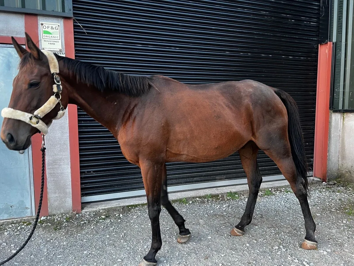 TB broodMare - Image 2