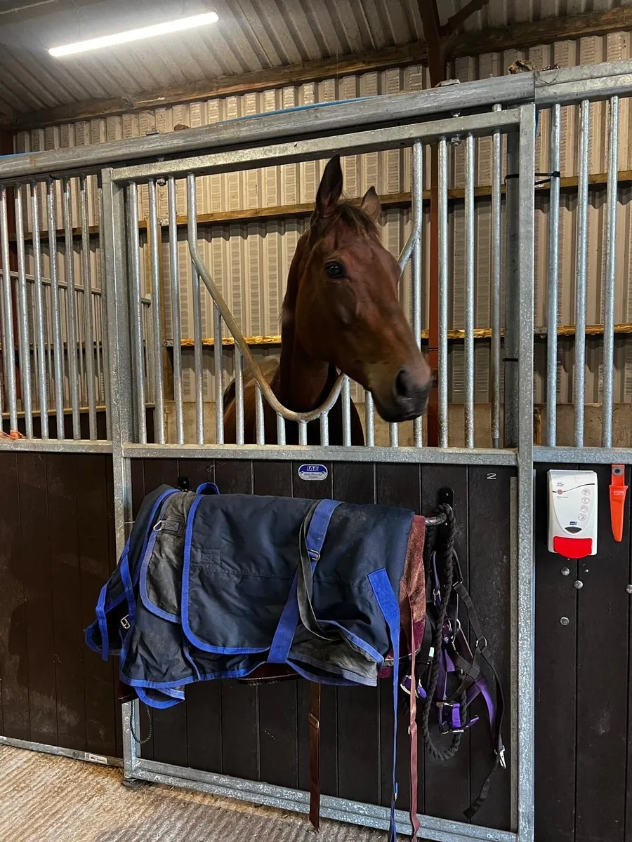 TB broodMare - Image 1