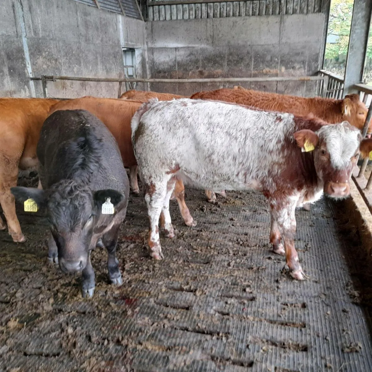 Heifer Weanlings - Image 1