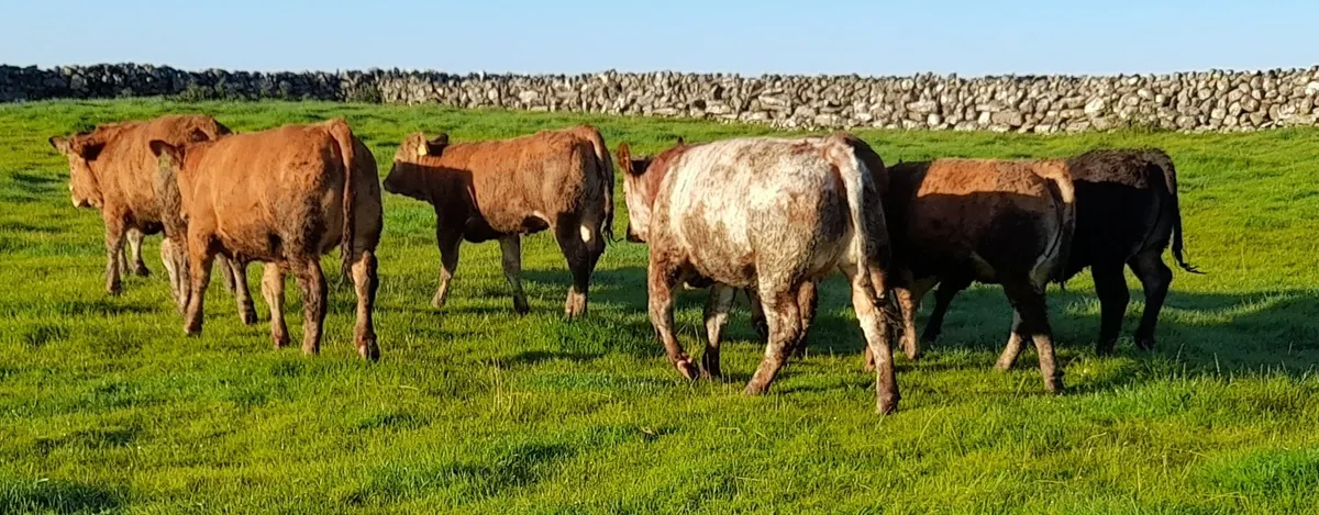 Heifer Weanlings - Image 2
