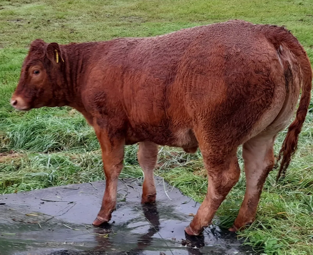 Heifer Weanlings - Image 3