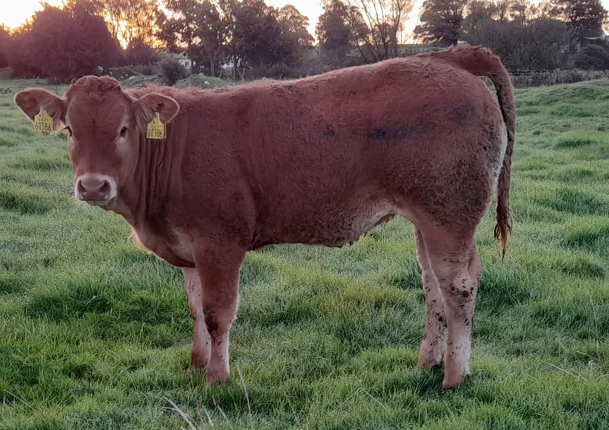 Heifer Weanlings - Image 4