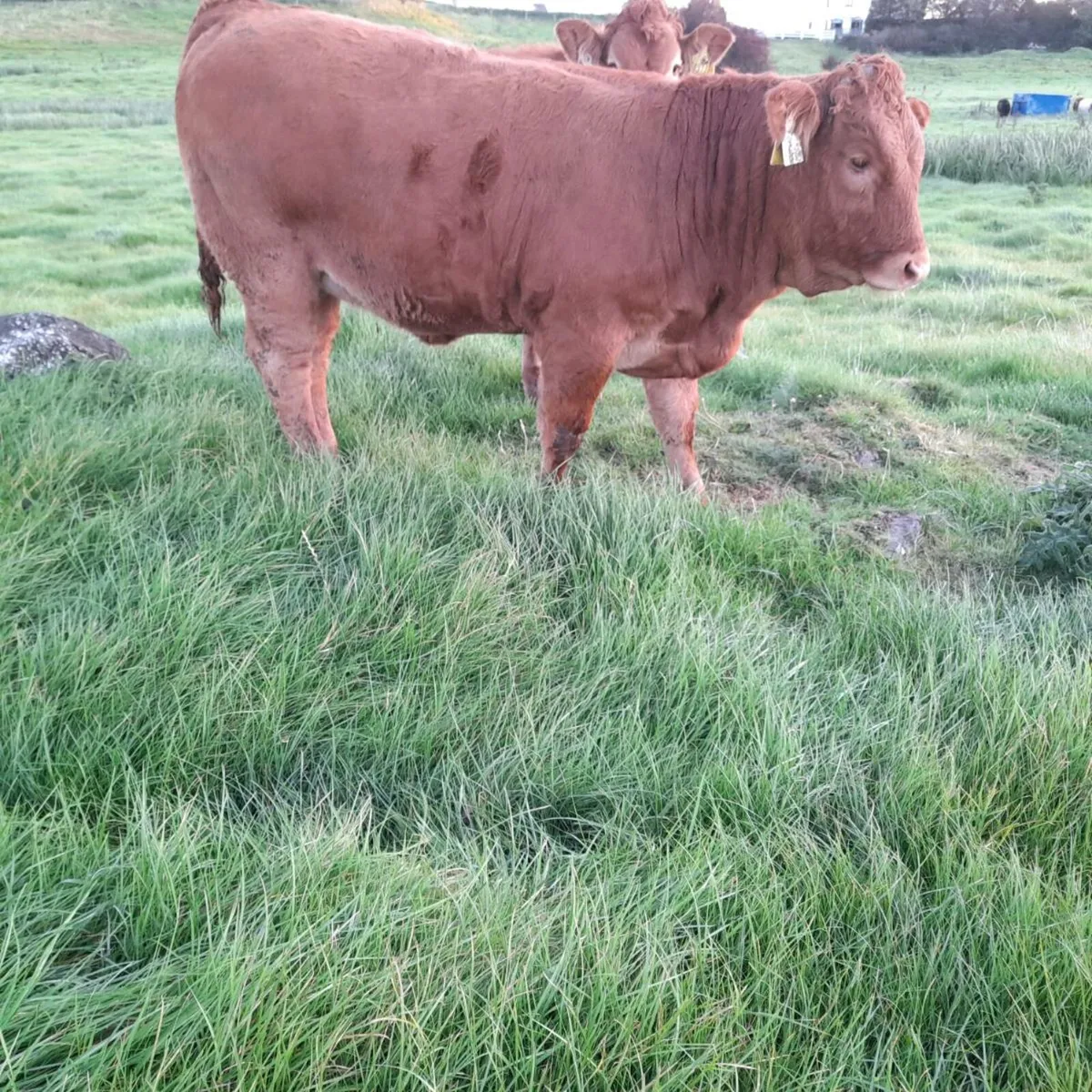 Heifer Weanlings - Image 4