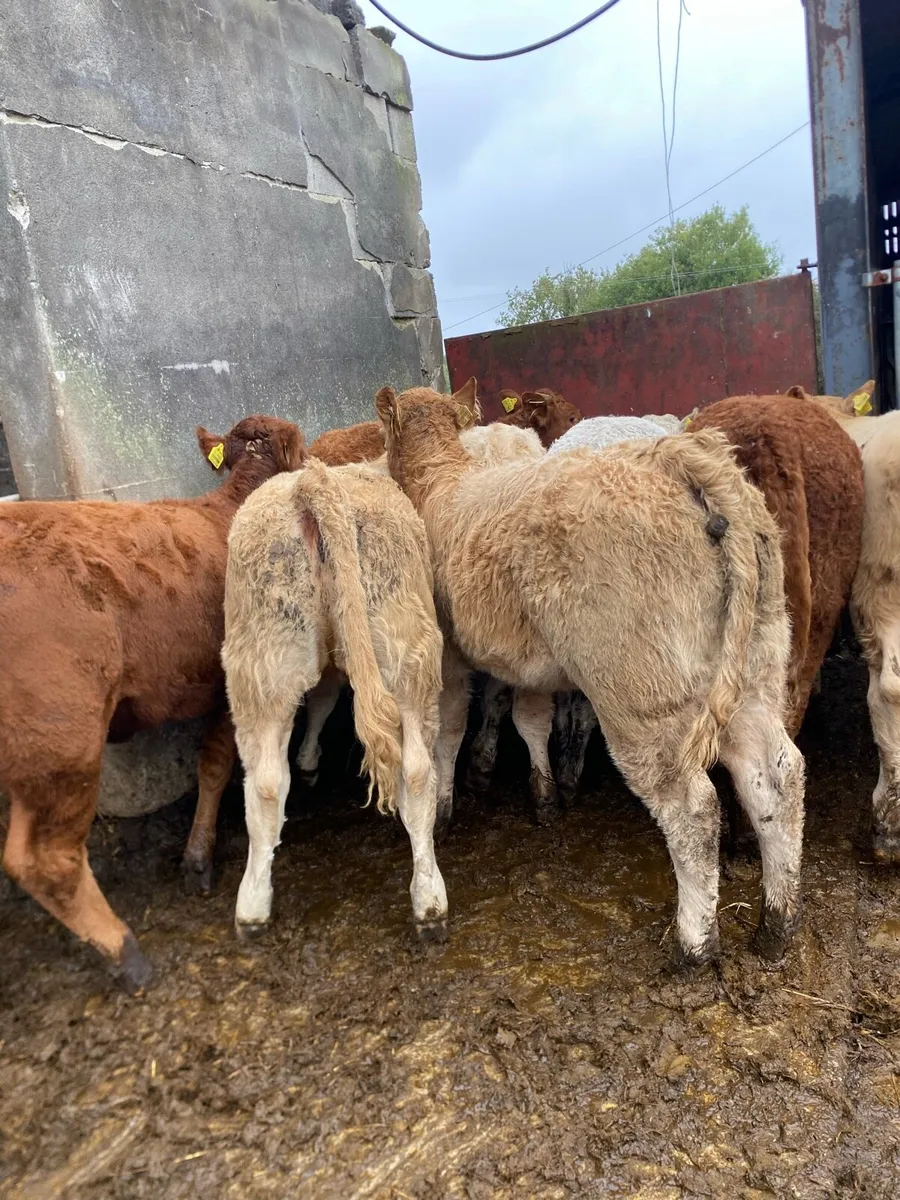 10 super charlaois and limousine heifer weanlings - Image 1