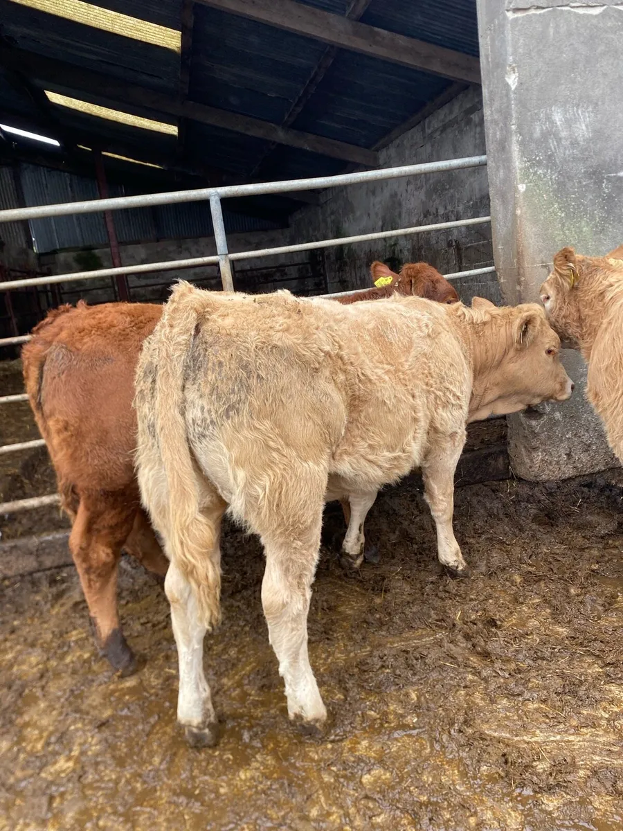 10 super charlaois and limousine heifer weanlings - Image 2