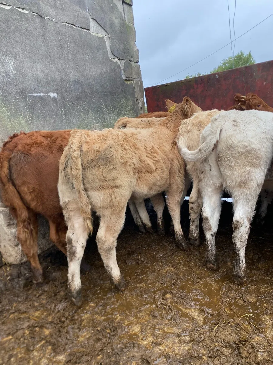 10 super charlaois and limousine heifer weanlings - Image 3