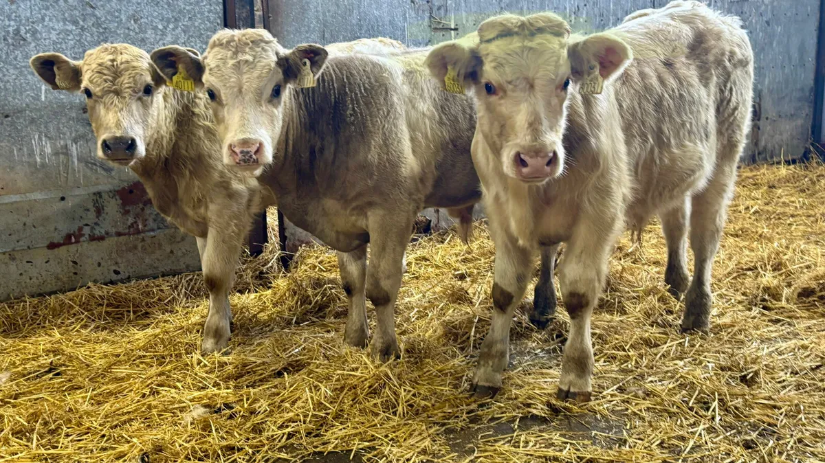 3 Charolais Bull Wealings - Image 4