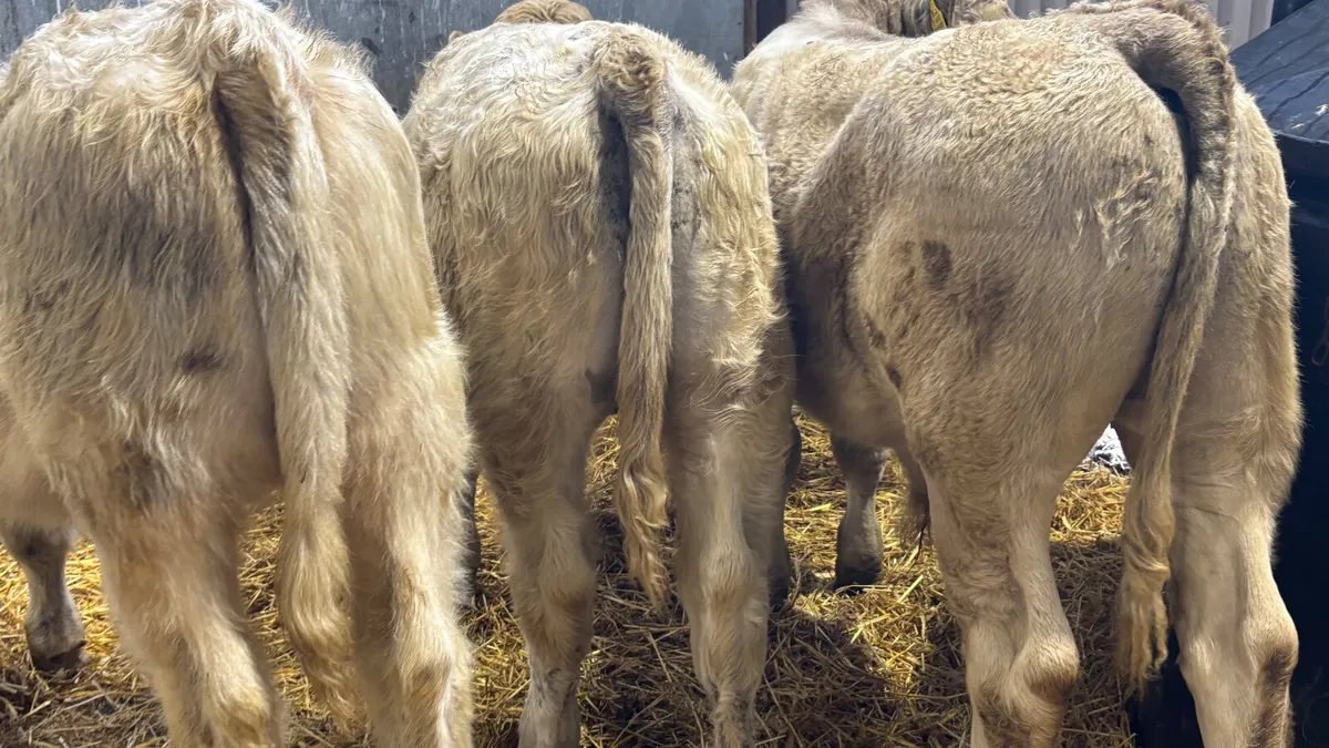 3 Charolais Bull Wealings - Image 2