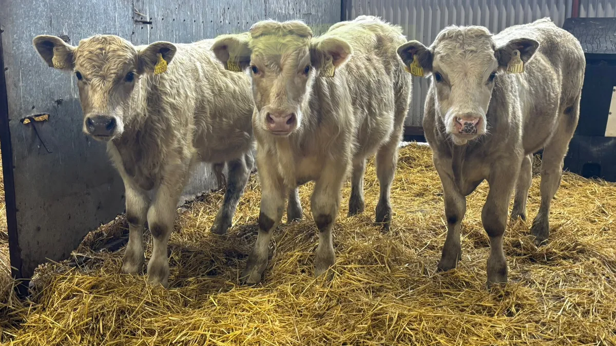 3 Charolais Bull Wealings - Image 1
