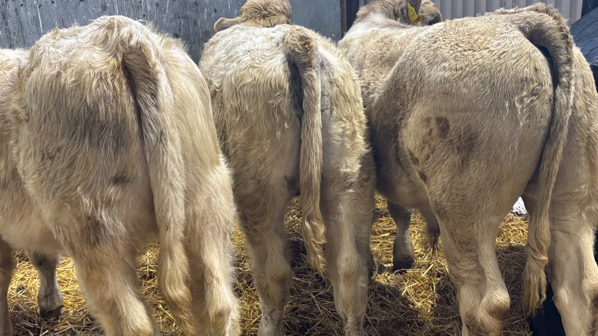 3 Charolais Bull Wealings - Image 3