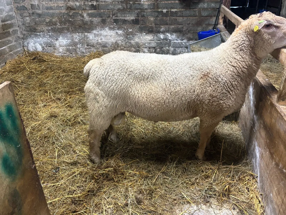 Charlollais ram - Image 2
