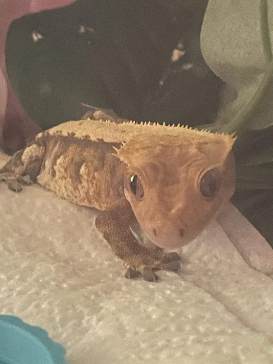 Crested Gecko - Image 1