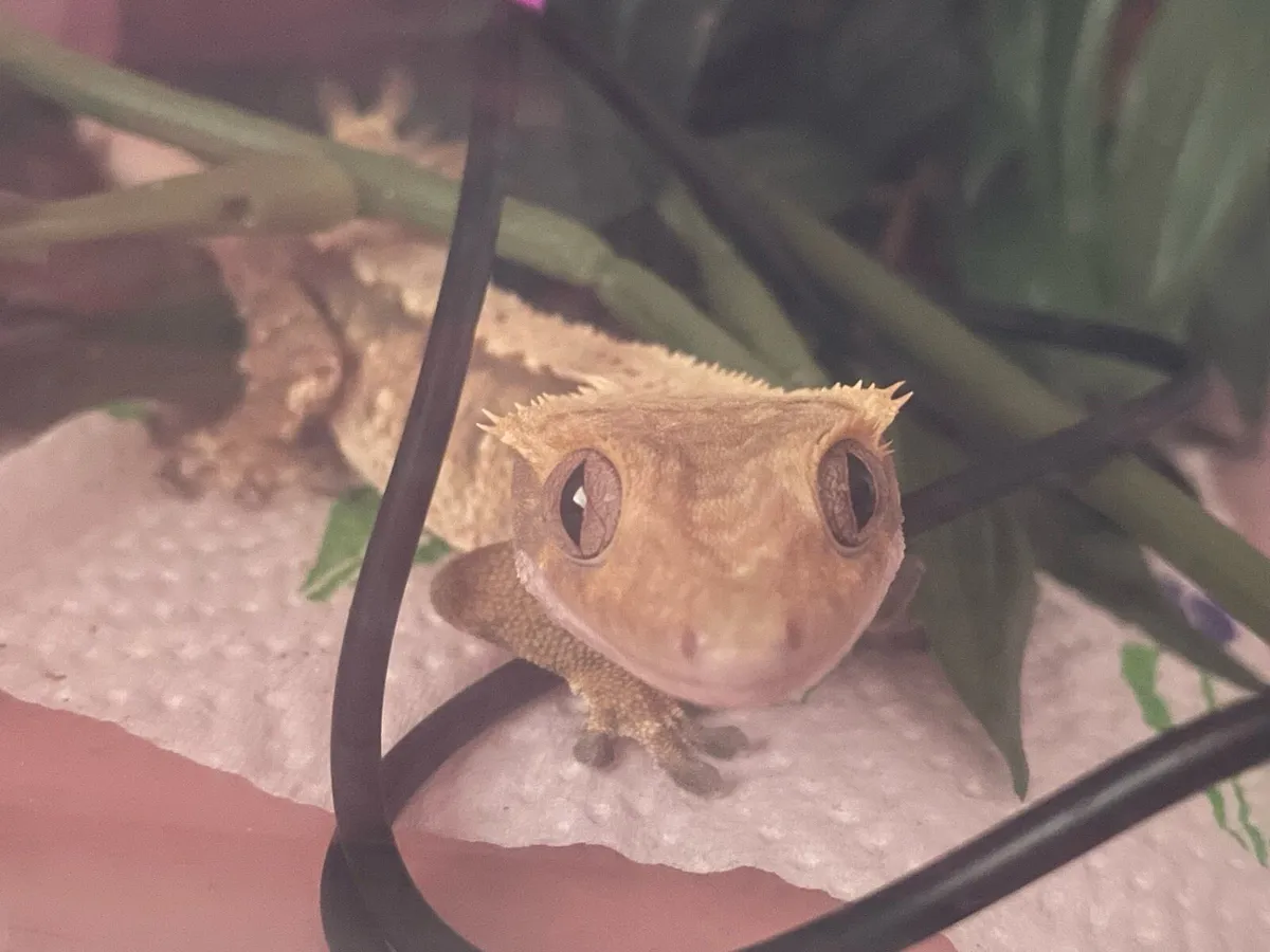 Crested Gecko - Image 2