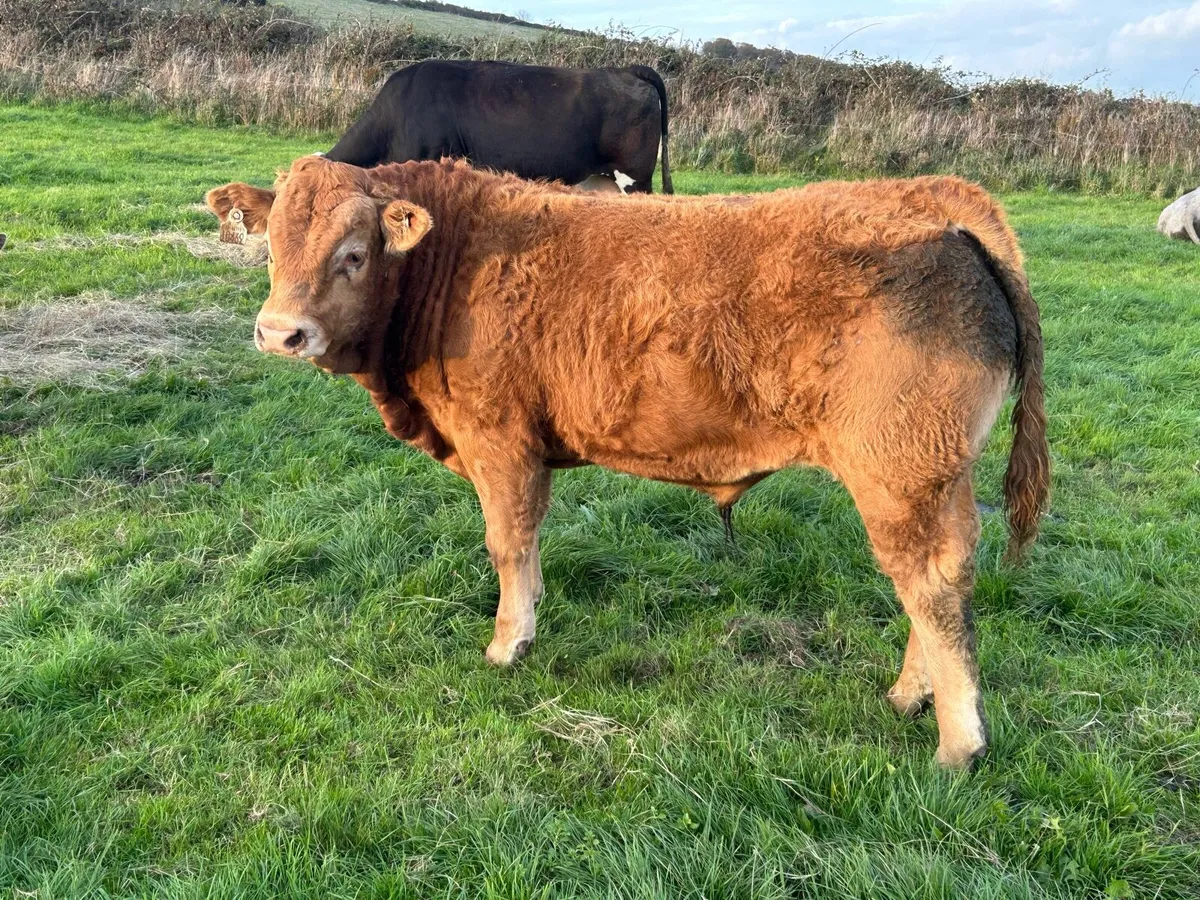 Pedigree EBY Bull for sale - Image 1