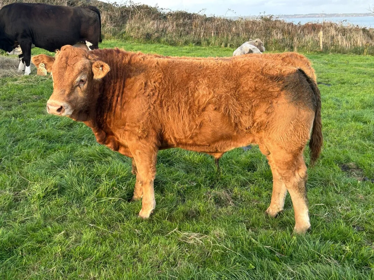 Pedigree EBY Bull for sale - Image 2