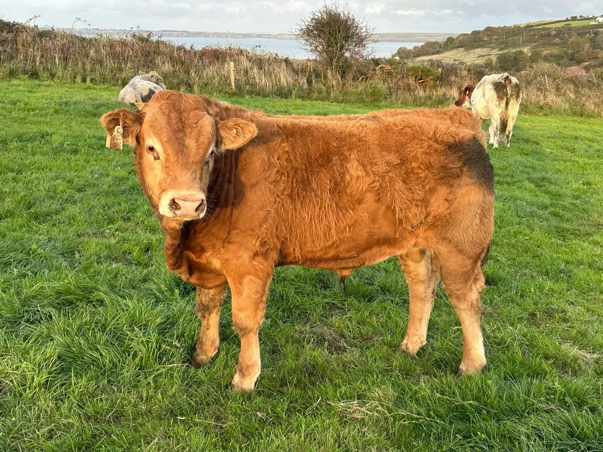 Pedigree EBY Bull for sale - Image 3