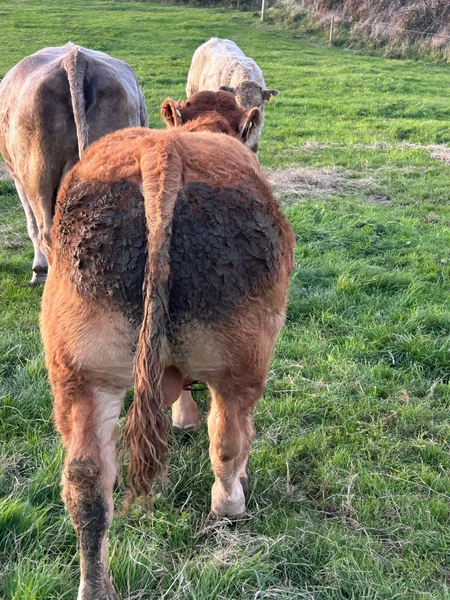 Pedigree EBY Bull for sale - Image 4