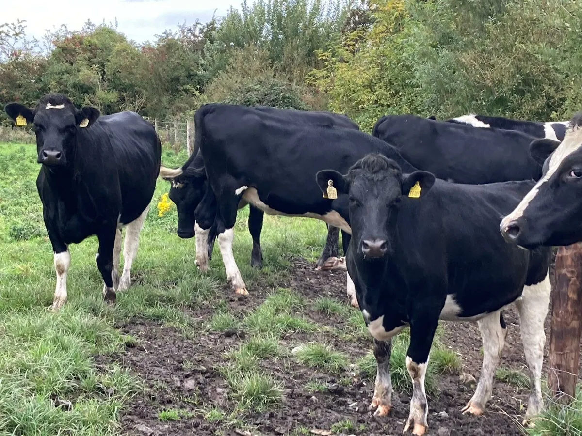 Friesian heifers - Image 2