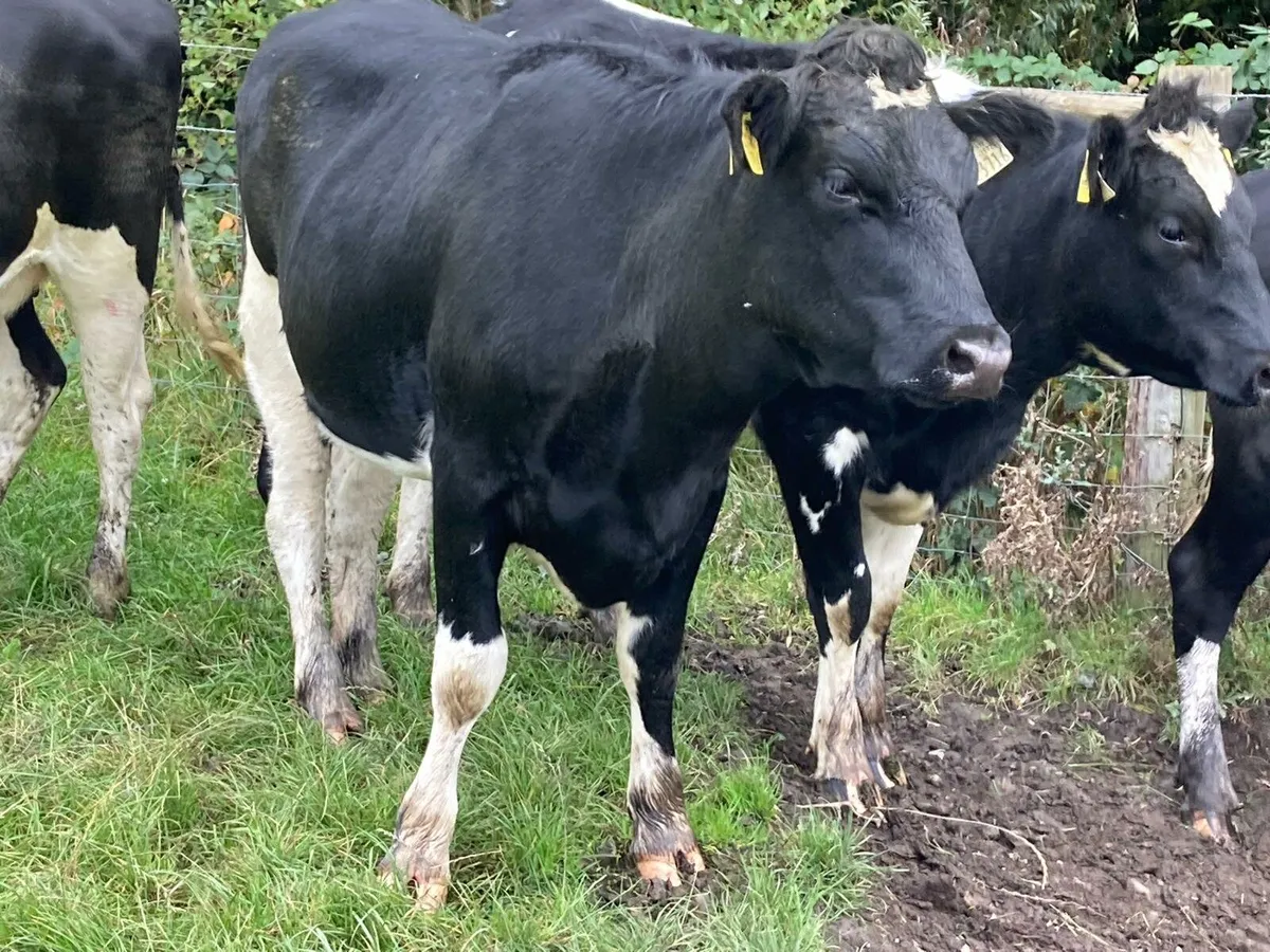 Friesian heifers - Image 3