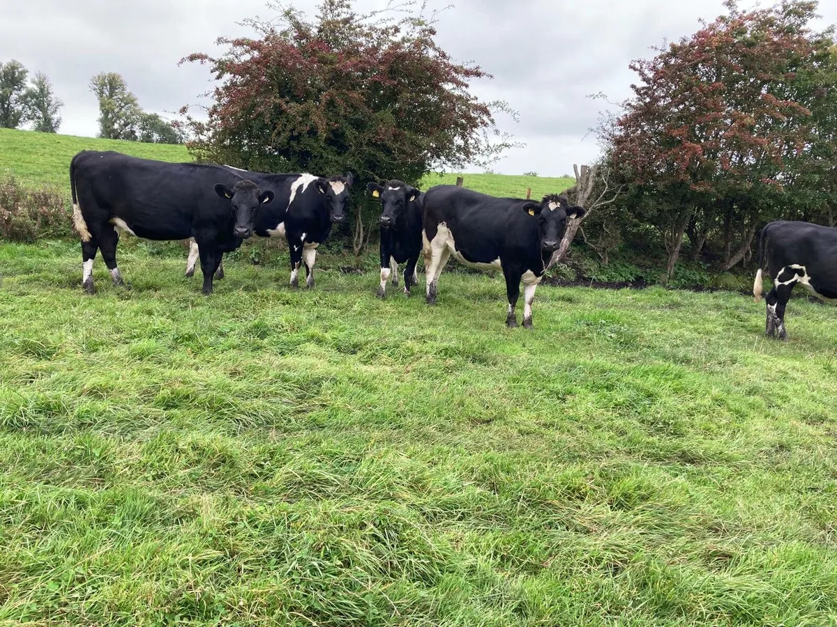 Friesian heifers - Image 4