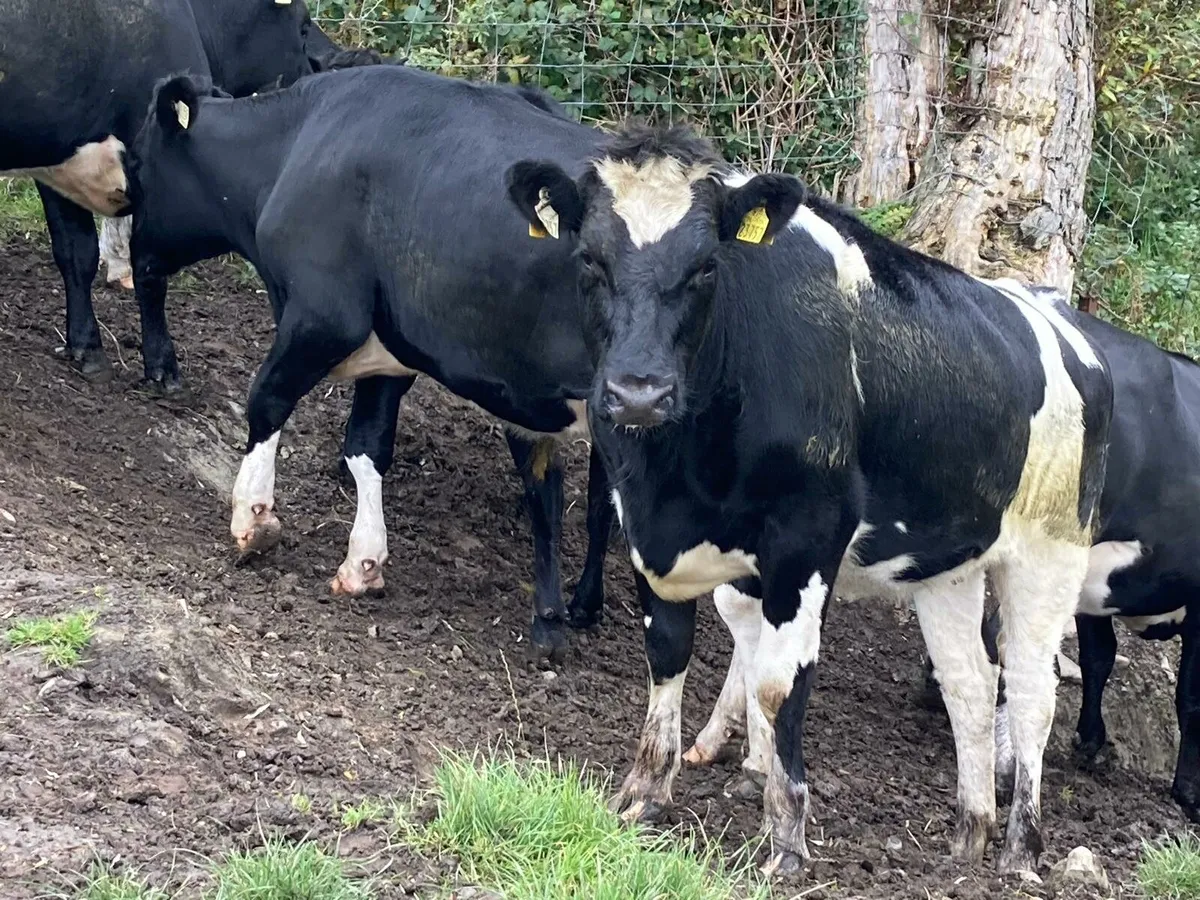 Friesian heifers - Image 1